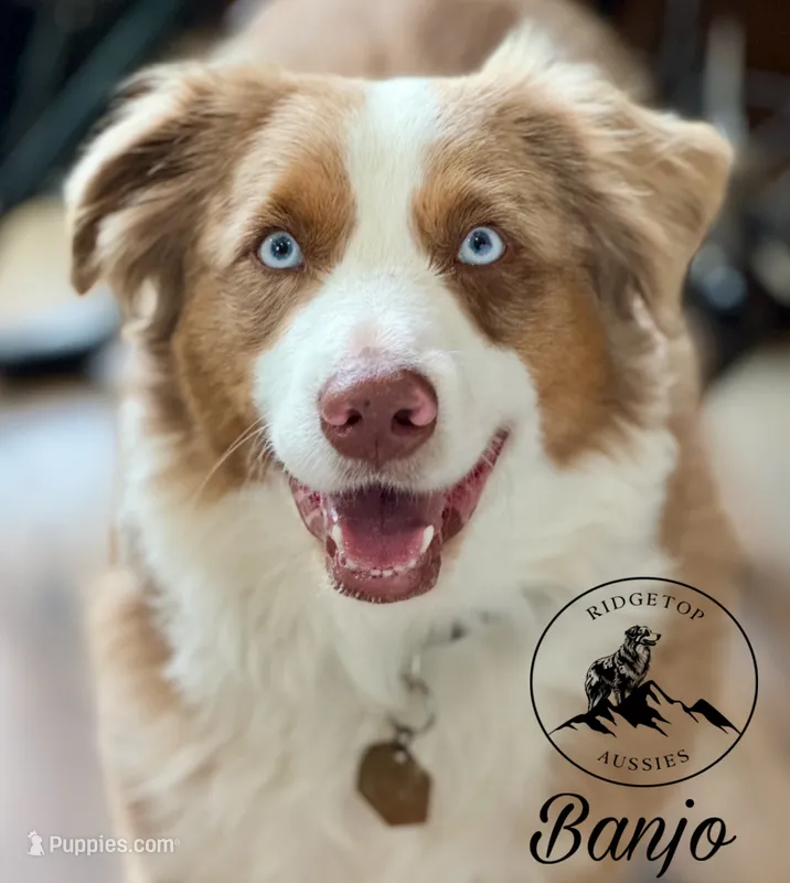 Banjo – Miniature Australian Shepherd puppy for sale in Sandy Hook, KY