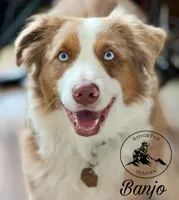 Banjo, a male Miniature Australian Shepherd for sale in Sandy Hook, KY – 1 of 5