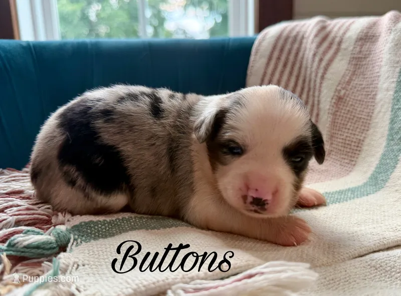 Buttons – Miniature Australian Shepherd puppy for sale in Sandy Hook, KY