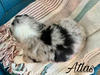 Atlas, a male Miniature Australian Shepherd for sale in Sandy Hook, KY – 2 of 3