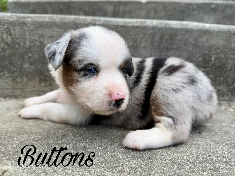 Buttons – Miniature Australian Shepherd puppy for sale in Sandy Hook, KY