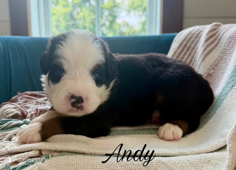 Andy – Miniature Australian Shepherd puppy for sale in Sandy Hook, KY