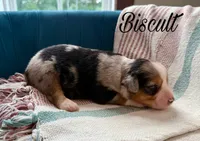 Biscult, a male Miniature Australian Shepherd for sale in Sandy Hook, KY – 4 of 4