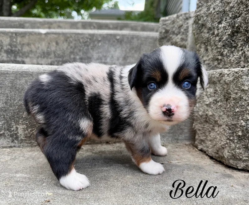 Bella – Miniature Australian Shepherd puppy for sale in Sandy Hook, KY