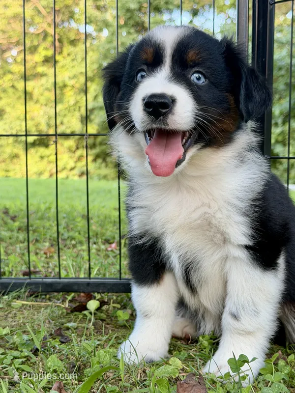 Blitz – Miniature Australian Shepherd puppy for sale in Sandy Hook, KY