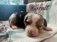 Biscult, a male Miniature Australian Shepherd for sale in Sandy Hook, KY – 2 of 4