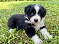 Betty, a female Miniature Australian Shepherd for sale in Sandy Hook, KY – 2 of 6