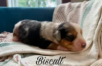 Biscult, a male Miniature Australian Shepherd for sale in Sandy Hook, KY – 3 of 4