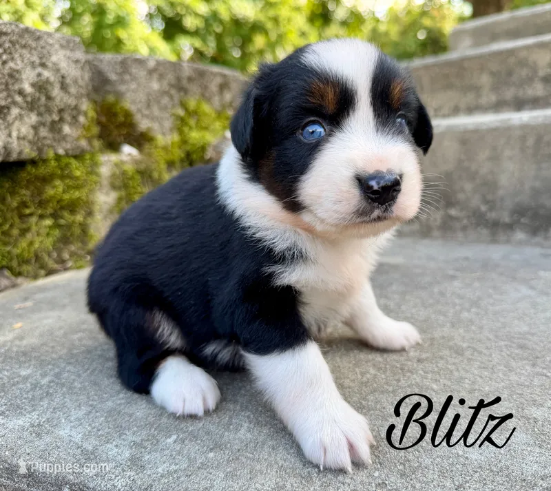 Blitz – Miniature Australian Shepherd puppy for sale in Sandy Hook, KY