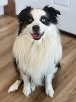 Cash, a male Miniature Australian Shepherd for sale in Sandy Hook, KY – 5 of 5
