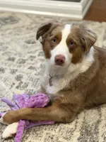 Banjo, a male Miniature Australian Shepherd for sale in Sandy Hook, KY – 3 of 5