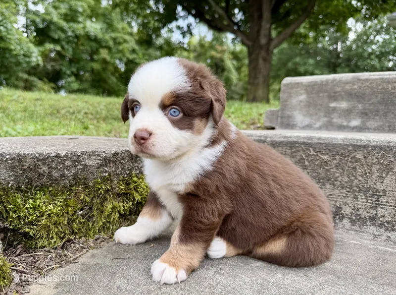 Athena – Miniature Australian Shepherd puppy for sale in Sandy Hook, KY