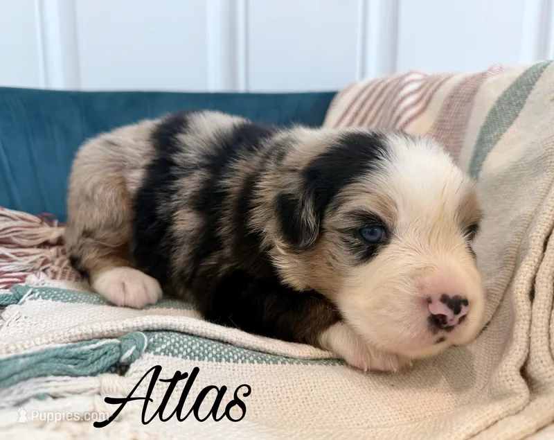 Atlas – Miniature Australian Shepherd puppy for sale in Sandy Hook, KY
