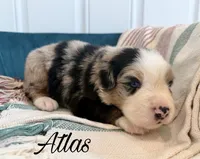 Atlas, a male Miniature Australian Shepherd for sale in Sandy Hook, KY – 1 of 3