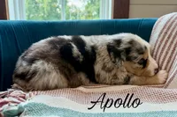 Apollo, a male Miniature Australian Shepherd for sale in Sandy Hook, KY – 3 of 3