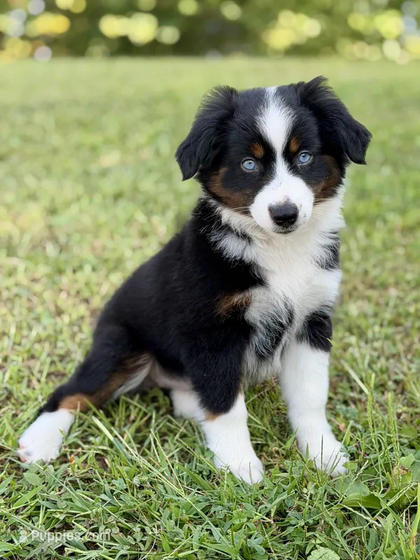 Betty – Miniature Australian Shepherd puppy for sale in Sandy Hook, KY
