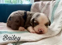 Bailey, a male Miniature Australian Shepherd for sale in Sandy Hook, KY – 3 of 3