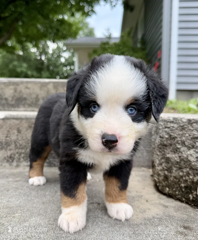 Andy – Miniature Australian Shepherd puppy for sale in Sandy Hook, KY