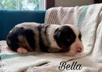 Bella, a female Miniature Australian Shepherd for sale in Sandy Hook, KY – 2 of 3