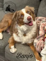 Banjo, a male Miniature Australian Shepherd for sale in Sandy Hook, KY – 2 of 5