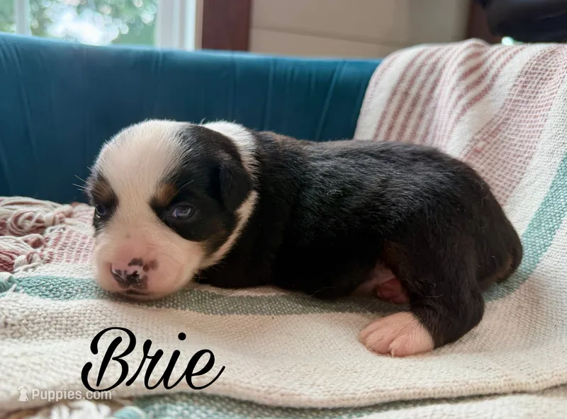 Brie – Miniature Australian Shepherd puppy for sale in Sandy Hook, KY
