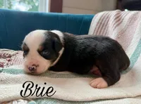 Brie, a female Miniature Australian Shepherd for sale in Sandy Hook, KY – 1 of 2