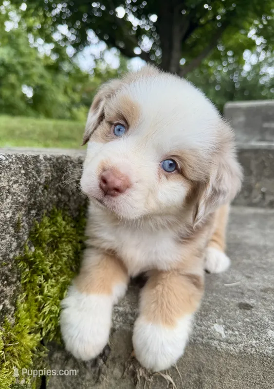 Astro – Miniature Australian Shepherd puppy for sale in Sandy Hook, KY