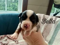 Bella, a female Miniature Australian Shepherd for sale in Sandy Hook, KY – 3 of 3