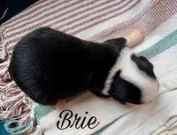 Brie, a female Miniature Australian Shepherd for sale in Sandy Hook, KY – 2 of 2