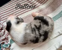 Buttons, a female Miniature Australian Shepherd for sale in Sandy Hook, KY – 3 of 3