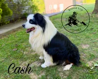 Cash, a male Miniature Australian Shepherd for sale in Sandy Hook, KY – 2 of 5