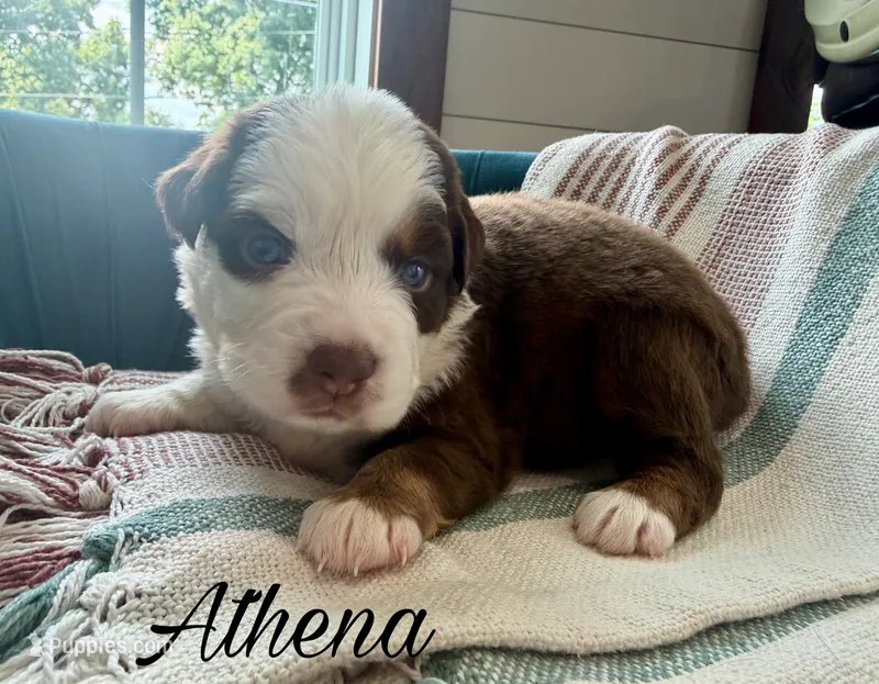 Athena – Miniature Australian Shepherd puppy for sale in Sandy Hook, KY