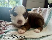 Athena, a female Miniature Australian Shepherd for sale in Sandy Hook, KY – 1 of 3