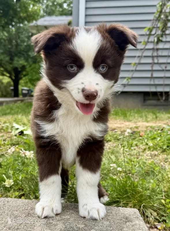 Lucky – Miniature Australian Shepherd puppy for sale in Sandy Hook, KY