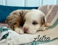 Astro, a male Miniature Australian Shepherd for sale in Sandy Hook, KY – 2 of 4