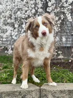 Banjo, a male Miniature Australian Shepherd for sale in Sandy Hook, KY – 5 of 5