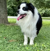Cash, a male Miniature Australian Shepherd for sale in Sandy Hook, KY – 4 of 5