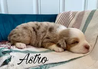 Astro, a male Miniature Australian Shepherd for sale in Sandy Hook, KY – 4 of 4