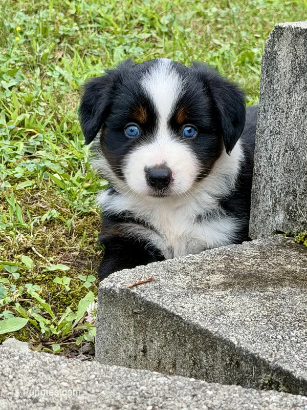 Betty – Miniature Australian Shepherd puppy for sale in Sandy Hook, KY