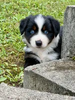 Betty, a female Miniature Australian Shepherd for sale in Sandy Hook, KY – 1 of 6