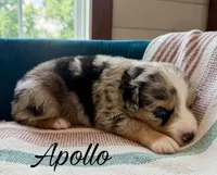 Apollo, a male Miniature Australian Shepherd for sale in Sandy Hook, KY – 2 of 3