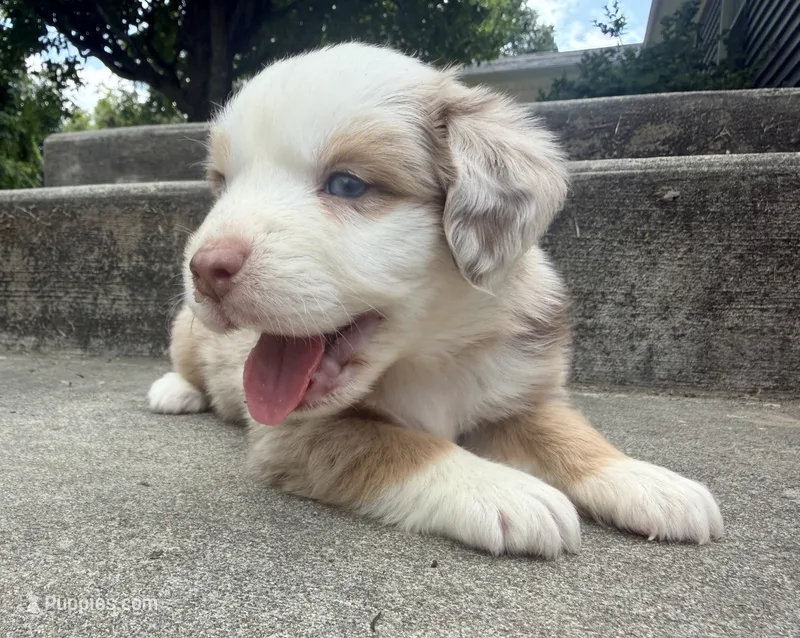 Astro – Miniature Australian Shepherd puppy for sale in Sandy Hook, KY