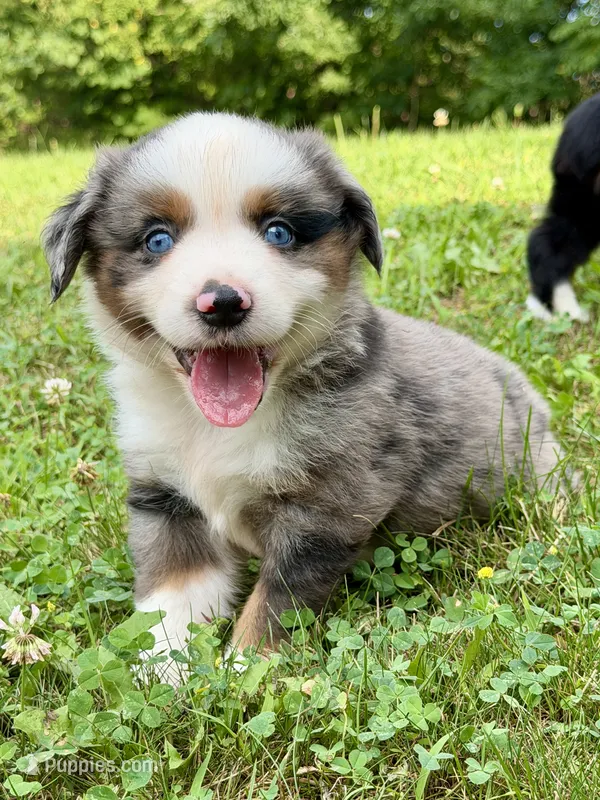 Bailey – Miniature Australian Shepherd puppy for sale in Sandy Hook, KY