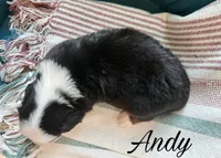 Andy, a male Miniature Australian Shepherd for sale in Sandy Hook, KY – 3 of 3
