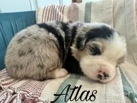 Atlas, a male Miniature Australian Shepherd for sale in Sandy Hook, KY – 3 of 3
