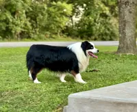 Cash, a male Miniature Australian Shepherd for sale in Sandy Hook, KY – 3 of 5
