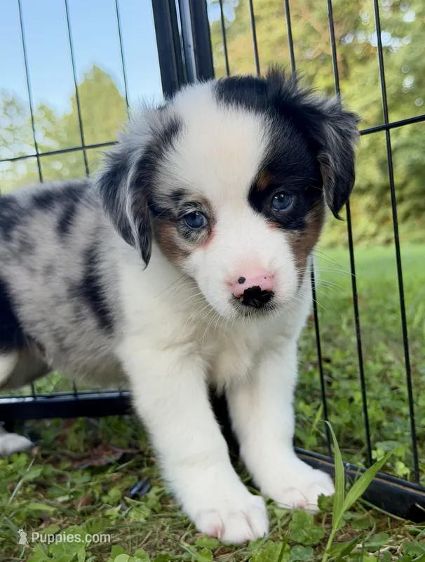 Buttons – Miniature Australian Shepherd puppy for sale in Sandy Hook, KY