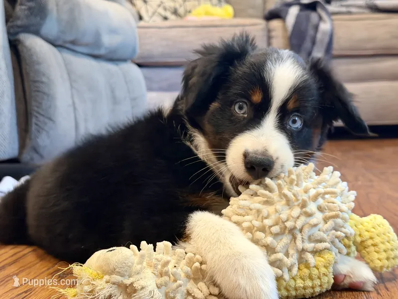 Betty – Miniature Australian Shepherd puppy for sale in Sandy Hook, KY