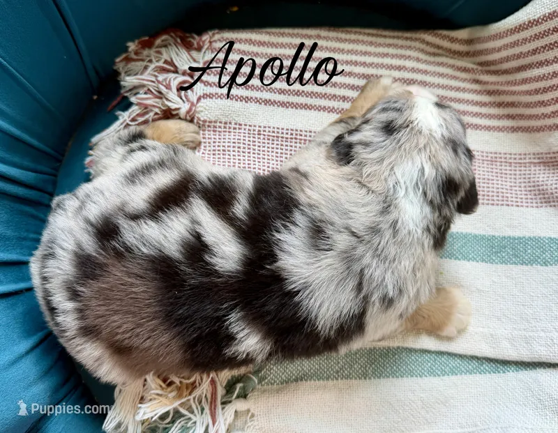 Apollo – Miniature Australian Shepherd puppy for sale in Sandy Hook, KY