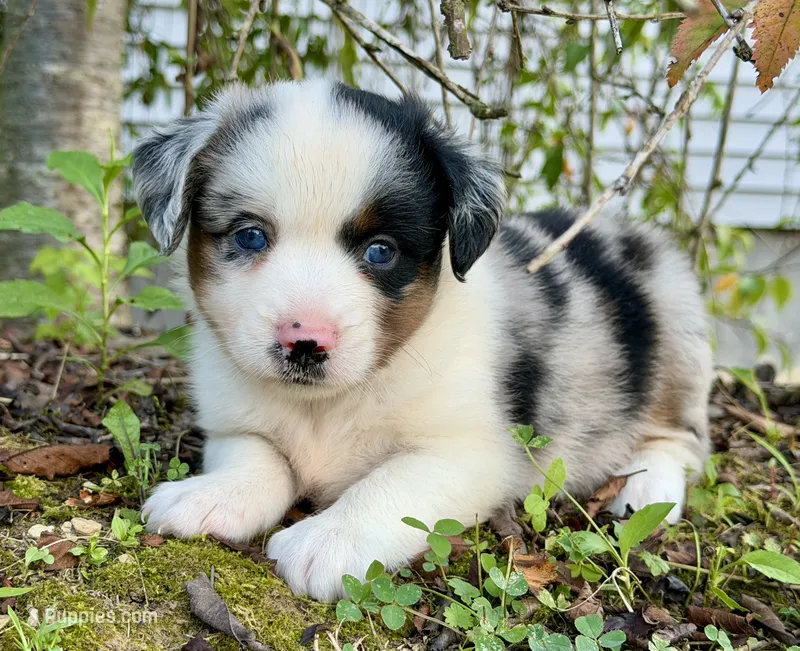 Buttons – Miniature Australian Shepherd puppy for sale in Sandy Hook, KY